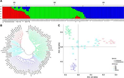 Genetic Diversity, Structure, and Selective Sweeps in Spinacia turkestanica Associated With the Domestication of Cultivated Spinach